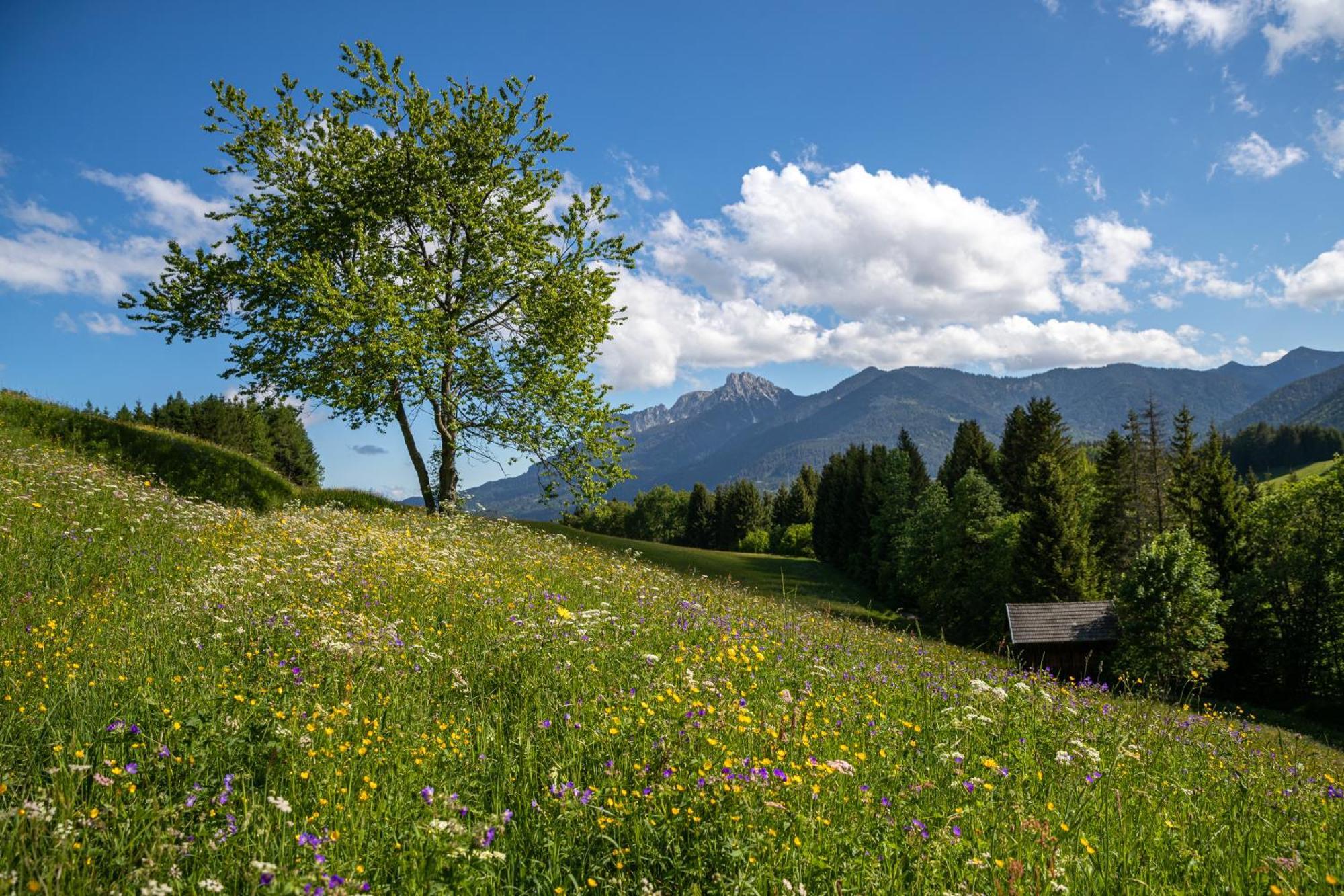 Krone Tirol